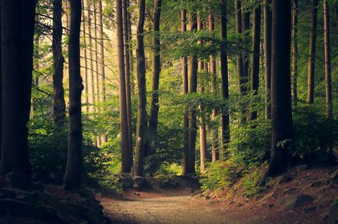 Forest path